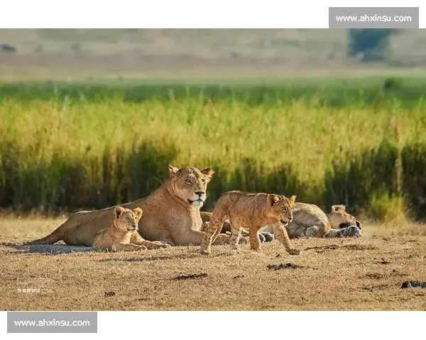 佩德里非洲 Safari 玩心跳：与狮共舞求生欲爆棚