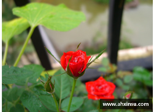 月季花的品种介绍，月季花图片欣赏？(一位米世界纪录保持者跑多长时间？)